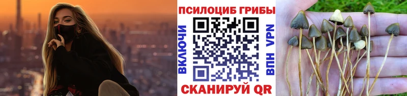 Купить закладки  Почеп  Псилоцибиновые грибы Psilocybe 